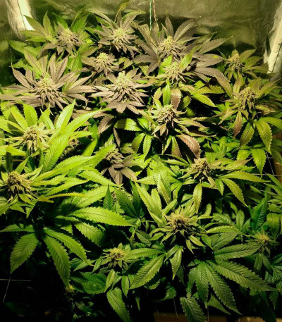 Сорт Blue Pyramid fem (Pyramid Seeds)