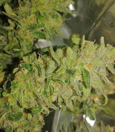 Сорт CBD Auto 1:1 auto fem (FastBuds Seeds)