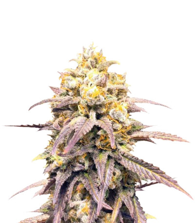 Сорт Critical Super Silver Haze fem (Delicious Seeds)