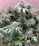 Сорт Delicious Cookies fem (Delicious Seeds)