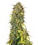 Сорт Black Jack Auto fem (Sweet Seeds)