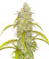 Сорт Black Herer Autoflower fem (Easy Grow Seeds)