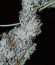 Сорт Royal Gorilla fem (Royal Queen Seeds)