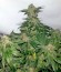 Сорт 00 Kush fem (00 Seeds)