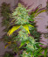 Сорт WiFi Kush fem (AlphaFem Seeds)