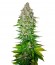 Сорт Jack 47 fem (Sweet Seeds)