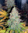 Сорт King's Juice (Green House Seeds)