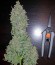 Сорт Blue Cheese Autoflowering fem (Dinafem Seeds)