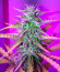 Сорт Kali Banner fem (AlphaFem Seeds)