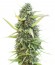 Сорт Colombian Gold fem (World of Seeds)