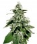 Сорт White Widow Auto fem (Green House Seeds)