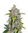 Сорт Auto White Widow fem (Pyramid Seeds)