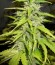 Сорт Devotchka auto fem (Doctor’s Choice)