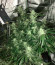 Сорт Blueberry Kush Automatic fem (Nirvana Seeds)