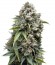 Сорт Ak 74 Auto fem (Trikoma Seeds)