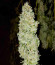 Сорт Sith OG fem (AlphaFem Seeds)