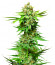 Сорт Peanut Butter OGKB fem (Original Sensible Seeds)