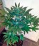 Сорт Pure Power Plant fem (Nirvana Seeds)