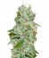 Сорт Original Juan Herer fem (Delicious Seeds)