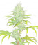 Сорт Wedding Cake fem (Barney's Farm)