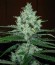 Сорт Super Lemon Haze fem (Green House Seeds)