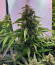 Сорт Six Shooter auto fem (FastBuds)