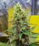 Сорт Black Muffin F1 Fast Version fem (Sweet Seeds)