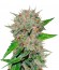 Сорт Deep Mandarine CBD fem (Delicious Seeds)