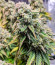 Сорт Fat Banana fem (Royal Queen Seeds)