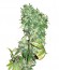 Сорт K-Train fem (Green House Seeds)