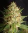 Сорт Royal Cheese fem (Fast Flowering)