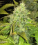 Сорт American Pie fem (Pyramid Seeds)