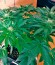 Сорт BlackJack fem (Nirvana Seeds)