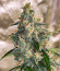 Сорт Wedding Cake Autoflower fem (Easy Grow Seeds)