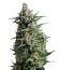 Сорт Anesthesia fem (Pyramid Seeds)