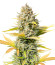 Сорт Dozy Sith fem (AlphaFem Seeds)