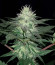 Сорт NHL Diesel fem (Victory Seeds)