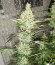 Сорт Gran Purple Banner Auto fem (Cali Buds Seeds)