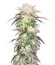 Сорт Pulp Friction fem (Green House Seeds)