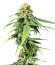 Сорт AFS Princess fem (AlphaFem Seeds)