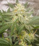 Сорт Different Gorilla fem (AlphaFem Seeds)