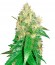 Сорт Northern Light Blue fem (Delicious Seeds)