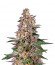 Сорт Gorila fem (Pyramid Seeds)