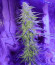 Сорт Ultra Power Plant fem (Victory Seeds)