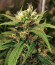 Сорт Blow Dream fem (Victory Seeds)