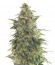 Сорт Chu Valley auto fem (Russian Genetic)