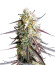 Сорт Ice Cream Cake Fast Flowering fem (Humboldt Seed Organization)