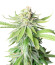 Микс семян Heavy Kickers Mix fem (Herbies Seeds)