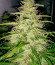 Сорт Quick One auto fem (Royal Queen Seeds)