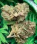 Сорт Kripple Shock fem (Dr. Krippling Seeds)